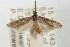  ( - ANIC Gen No. 003495)  @11 [ ] Copyright (2010) Unspecified Australia National Insect Collection