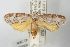  ( - ANIC Gen No. 003500)  @11 [ ] Copyright (2010) Unspecified Australia National Insect Collection
