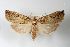  ( - ANIC Gen No. 003504)  @14 [ ] Copyright (2010) Unspecified Australia National Insect Collection