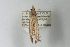  ( - ANIC Gen No. 003505)  @13 [ ] Copyright (2010) Unspecified Australia National Insect Collection