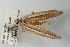  ( - ANIC Gen No. 003506)  @13 [ ] Copyright (2010) Unspecified Australia National Insect Collection