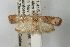  ( - ANIC Gen No. 003512)  @14 [ ] Copyright (2010) Unspecified Australia National Insect Collection