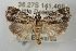 ( - ANIC Gen No. 003526)  @14 [ ] Copyright (2010) Unspecified Australia National Insect Collection