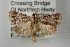  ( - ANIC Gen No. 003527)  @14 [ ] Copyright (2010) Unspecified Australia National Insect Collection