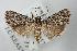  ( - ANIC Gen No. 003528)  @14 [ ] Copyright (2010) Unspecified Australia National Insect Collection