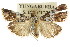  ( - ANIC Gen No. 003554)  @13 [ ] CreativeCommons - Attribution (2011) ANIC/CBG Photography Group Centre for Biodiversity Genomics