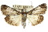  ( - ANIC Gen No. 003592)  @14 [ ] CreativeCommons - Attribution (2011) ANIC/CBG Photography Group Centre for Biodiversity Genomics