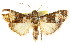  ( - ANIC Gen No. 003597)  @14 [ ] CreativeCommons - Attribution (2011) ANIC/CBG Photography Group Centre for Biodiversity Genomics