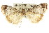  ( - ANIC Gen No. 003608)  @11 [ ] CreativeCommons - Attribution (2011) ANIC/CBG Photography Group Centre for Biodiversity Genomics