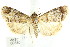  ( - ANIC Gen No. 003609)  @11 [ ] CreativeCommons - Attribution (2011) ANIC/CBG Photography Group Centre for Biodiversity Genomics