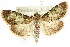  ( - ANIC Gen No. 003623)  @11 [ ] CreativeCommons - Attribution (2011) ANIC/CBG Photography Group Centre for Biodiversity Genomics