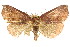  (Macna - ANIC Gen No. 003665)  @15 [ ] CreativeCommons - Attribution (2011) ANIC/CBG Photography Group Centre for Biodiversity Genomics