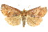  ( - ANIC Gen No. 003666)  @11 [ ] CreativeCommons - Attribution (2011) ANIC/CBG Photography Group Centre for Biodiversity Genomics