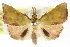  ( - ANIC Gen No. 003667)  @11 [ ] CreativeCommons - Attribution (2011) ANIC/CBG Photography Group Centre for Biodiversity Genomics