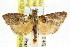  ( - ANIC Gen No. 003668)  @11 [ ] CreativeCommons - Attribution (2011) ANIC/CBG Photography Group Centre for Biodiversity Genomics