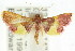  ( - ANIC Gen No. 003682)  @15 [ ] CreativeCommons - Attribution (2011) ANIC/CBG Photography Group Centre for Biodiversity Genomics