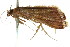  ( - ANIC Gen No. 003684)  @12 [ ] CreativeCommons - Attribution (2011) ANIC/CBG Photography Group Centre for Biodiversity Genomics
