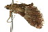  ( - ANIC Gen No. 003709)  @11 [ ] CreativeCommons - Attribution (2011) ANIC/CBG Photography Group Centre for Biodiversity Genomics