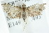  ( - ANIC Gen No. 003719)  @11 [ ] CreativeCommons - Attribution (2011) ANIC/CBG Photography Group Centre for Biodiversity Genomics