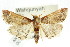  ( - ANIC Gen No. 003723)  @14 [ ] CreativeCommons - Attribution (2011) ANIC/CBG Photography Group Centre for Biodiversity Genomics