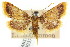  ( - ANIC Gen No. 003734)  @11 [ ] CreativeCommons - Attribution (2011) ANIC/CBG Photography Group Centre for Biodiversity Genomics