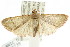  ( - ANIC Gen No. 003739)  @11 [ ] CreativeCommons - Attribution (2011) ANIC/CBG Photography Group Centre for Biodiversity Genomics