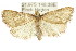  ( - ANIC Gen No. 003741)  @14 [ ] CreativeCommons - Attribution (2011) ANIC/CBG Photography Group Centre for Biodiversity Genomics