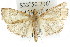  ( - ANIC Gen No. 003743)  @13 [ ] CreativeCommons - Attribution (2011) ANIC/CBG Photography Group Centre for Biodiversity Genomics