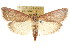  (Ocrasa - ANIC Gen No. 003750)  @15 [ ] CreativeCommons - Attribution (2011) ANIC/CBG Photography Group Centre for Biodiversity Genomics