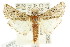  ( - ANIC Gen No. 003753)  @13 [ ] CreativeCommons - Attribution (2011) ANIC/CBG Photography Group Centre for Biodiversity Genomics