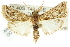  ( - ANIC Gen No. 003754)  @13 [ ] CreativeCommons - Attribution (2011) ANIC/CBG Photography Group Centre for Biodiversity Genomics