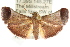  ( - ANIC Gen No. 003760)  @14 [ ] CreativeCommons - Attribution (2011) ANIC/CBG Photography Group Centre for Biodiversity Genomics