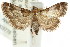  ( - ANIC Gen No. 003776)  @11 [ ] CreativeCommons - Attribution (2011) ANIC/CBG Photography Group Centre for Biodiversity Genomics
