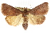  (Arippara - ANIC Gen No. 003782)  @15 [ ] CreativeCommons - Attribution (2011) ANIC/CBG Photography Group Centre for Biodiversity Genomics