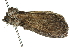  ( - 10ANIC-00005)  @12 [ ] CreativeCommons - Attribution (2010) CBG Photography Group Centre for Biodiversity Genomics