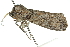  ( - 10ANIC-00006)  @12 [ ] CreativeCommons - Attribution (2010) CBG Photography Group Centre for Biodiversity Genomics