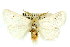  ( - 10ANIC-00049)  @13 [ ] CreativeCommons - Attribution (2010) CBG Photography Group Centre for Biodiversity Genomics