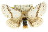  ( - 10ANIC-00071)  @15 [ ] CreativeCommons - Attribution (2010) CBG Photography Group Centre for Biodiversity Genomics