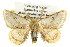  ( - 10ANIC-00091)  @14 [ ] CreativeCommons - Attribution (2010) CBG Photography Group Centre for Biodiversity Genomics