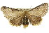  ( - 10ANIC-00092)  @14 [ ] CreativeCommons - Attribution (2010) CBG Photography Group Centre for Biodiversity Genomics