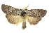  ( - 10ANIC-00235)  @14 [ ] CreativeCommons - Attribution (2010) CBG Photography Group Centre for Biodiversity Genomics