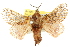  ( - 10ANIC-00359)  @11 [ ] CreativeCommons - Attribution (2010) CBG Photography Group Centre for Biodiversity Genomics