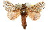 (Pararguda - 10ANIC-00360)  @15 [ ] CreativeCommons - Attribution (2010) CBG Photography Group Centre for Biodiversity Genomics