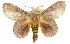  ( - 10ANIC-00363)  @14 [ ] CreativeCommons - Attribution (2010) CBG Photography Group Centre for Biodiversity Genomics