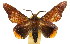  ( - 10ANIC-00369)  @15 [ ] CreativeCommons - Attribution (2010) CBG Photography Group Centre for Biodiversity Genomics