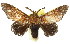  ( - 10ANIC-00370)  @15 [ ] CreativeCommons - Attribution (2010) CBG Photography Group Centre for Biodiversity Genomics