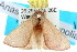  ( - 10ANIC-00456)  @13 [ ] CreativeCommons - Attribution (2010) CBG Photography Group Centre for Biodiversity Genomics