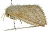  ( - 10ANIC-00478)  @13 [ ] CreativeCommons - Attribution (2010) CBG Photography Group Centre for Biodiversity Genomics