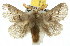  ( - 10ANIC-00480)  @14 [ ] CreativeCommons - Attribution (2010) CBG Photography Group Centre for Biodiversity Genomics