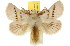  ( - 10ANIC-00482)  @15 [ ] CreativeCommons - Attribution (2010) CBG Photography Group Centre for Biodiversity Genomics